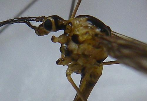 Cylindrotoma distinctissima